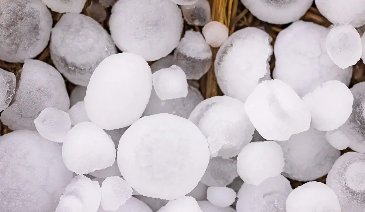 How Severe Weather Affects Homes and Businesses. Large hailstones scattered across a lawn, with one held in a hand to show their size and texture.