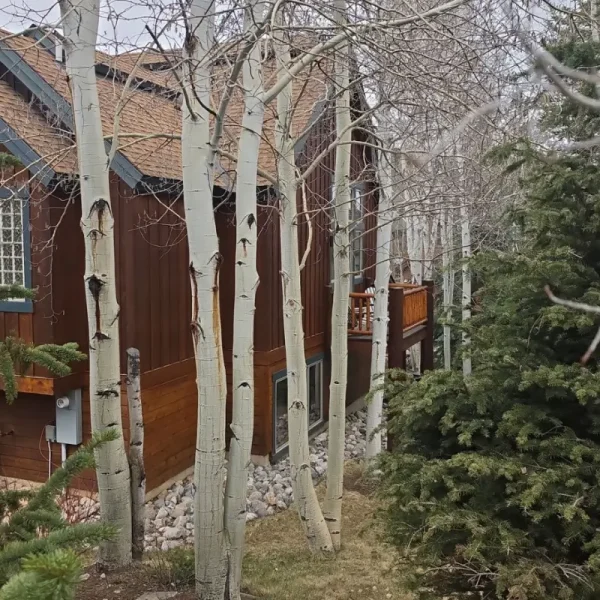 silverthorne asphalt shingle roof replacement